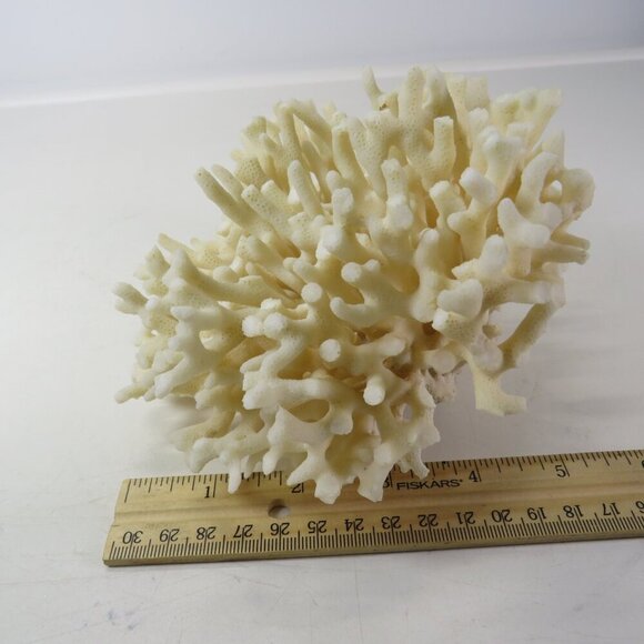 Birds Nest Coral REAL Vintage4x6.5x6.5 White - Picture 5 of 9